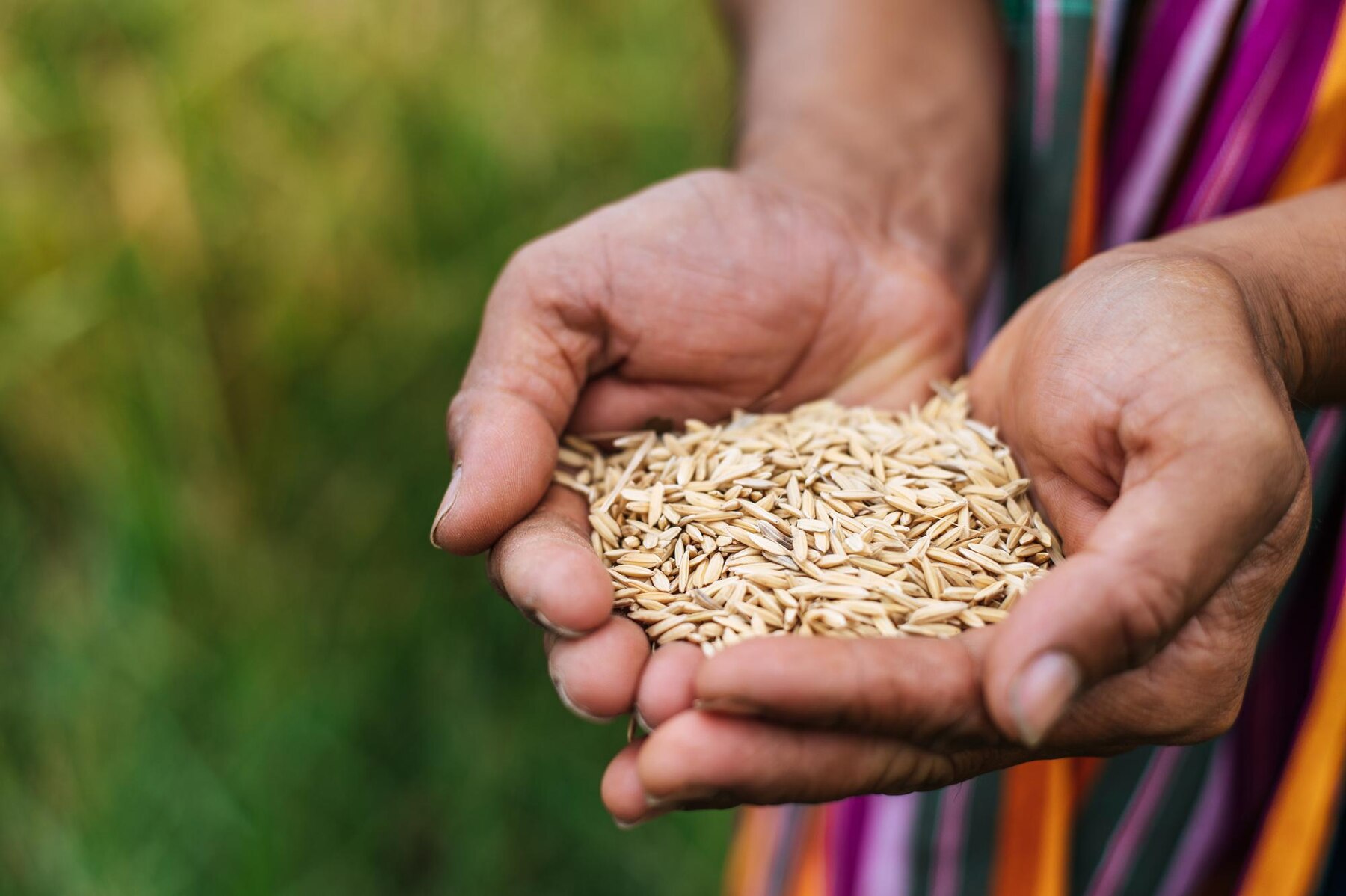 close-up-selective-focus-farmer-hands-holding-rice-grains_1150-54031