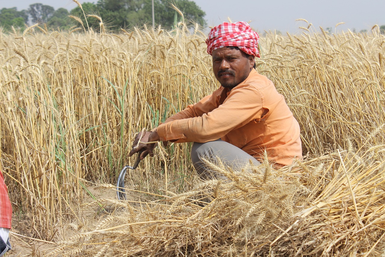 Wheat Fields